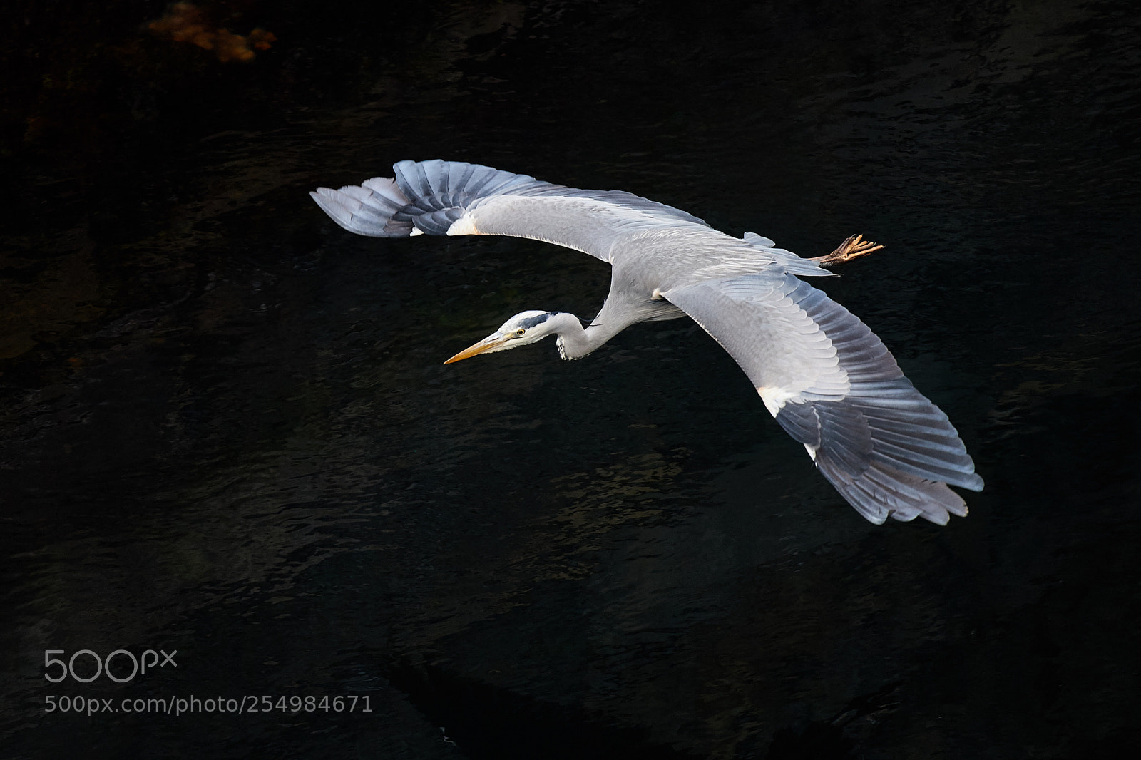 Nikon D5 sample photo. Wingspan photography