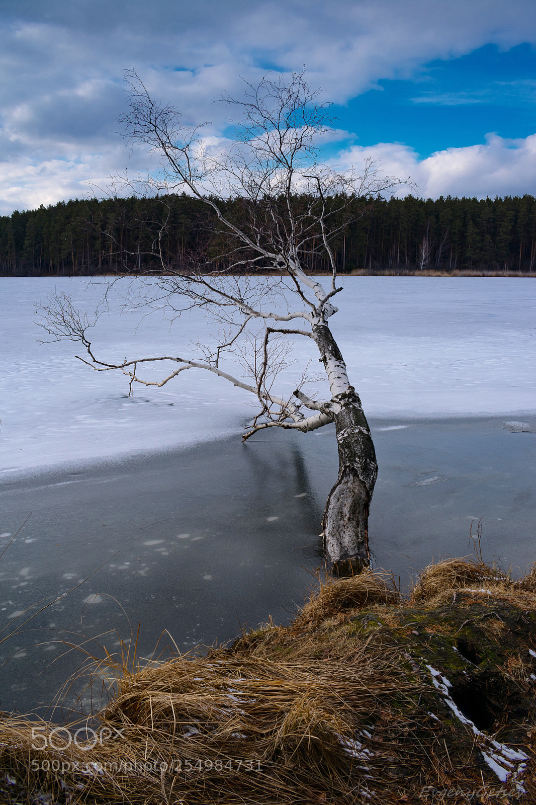 Nikon D3400 sample photo. Lonely tree photography