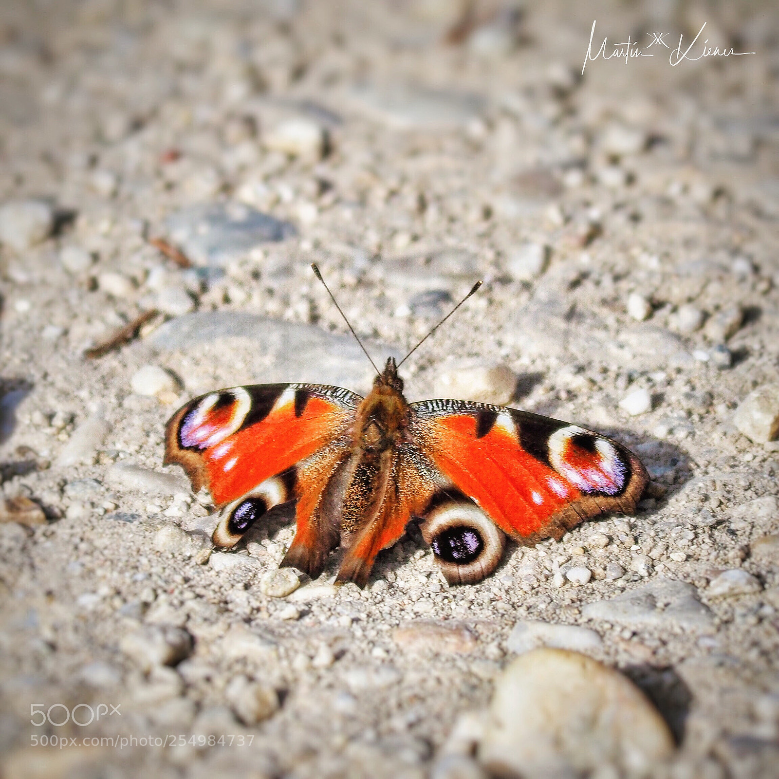 Olympus OM-D E-M1 Mark II sample photo. Nature's wonders - european photography