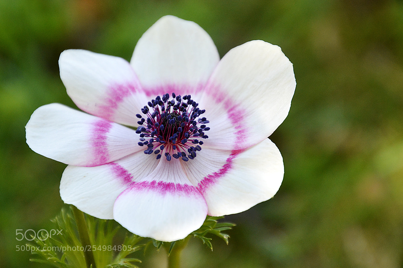 Nikon D5200 sample photo. Natural photography