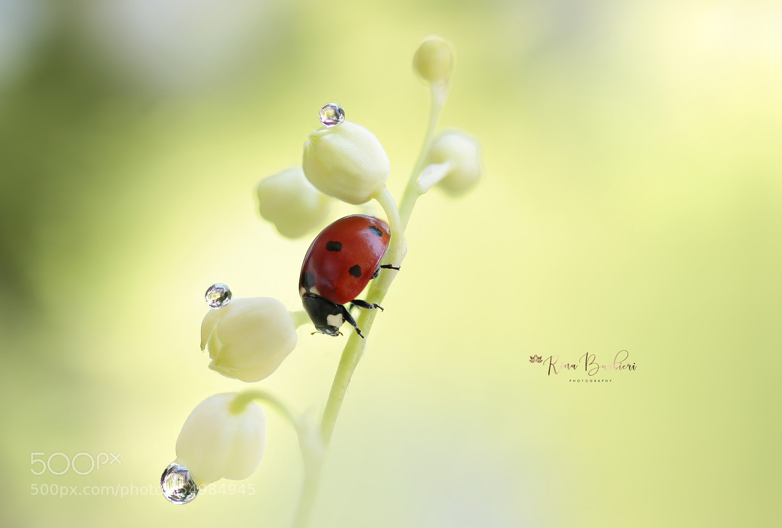 Canon EOS 750D (EOS Rebel T6i / EOS Kiss X8i) sample photo. Lily of the valley photography
