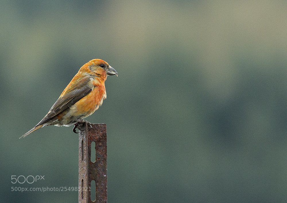 Canon EOS 7D sample photo. Scottish crossbill photography