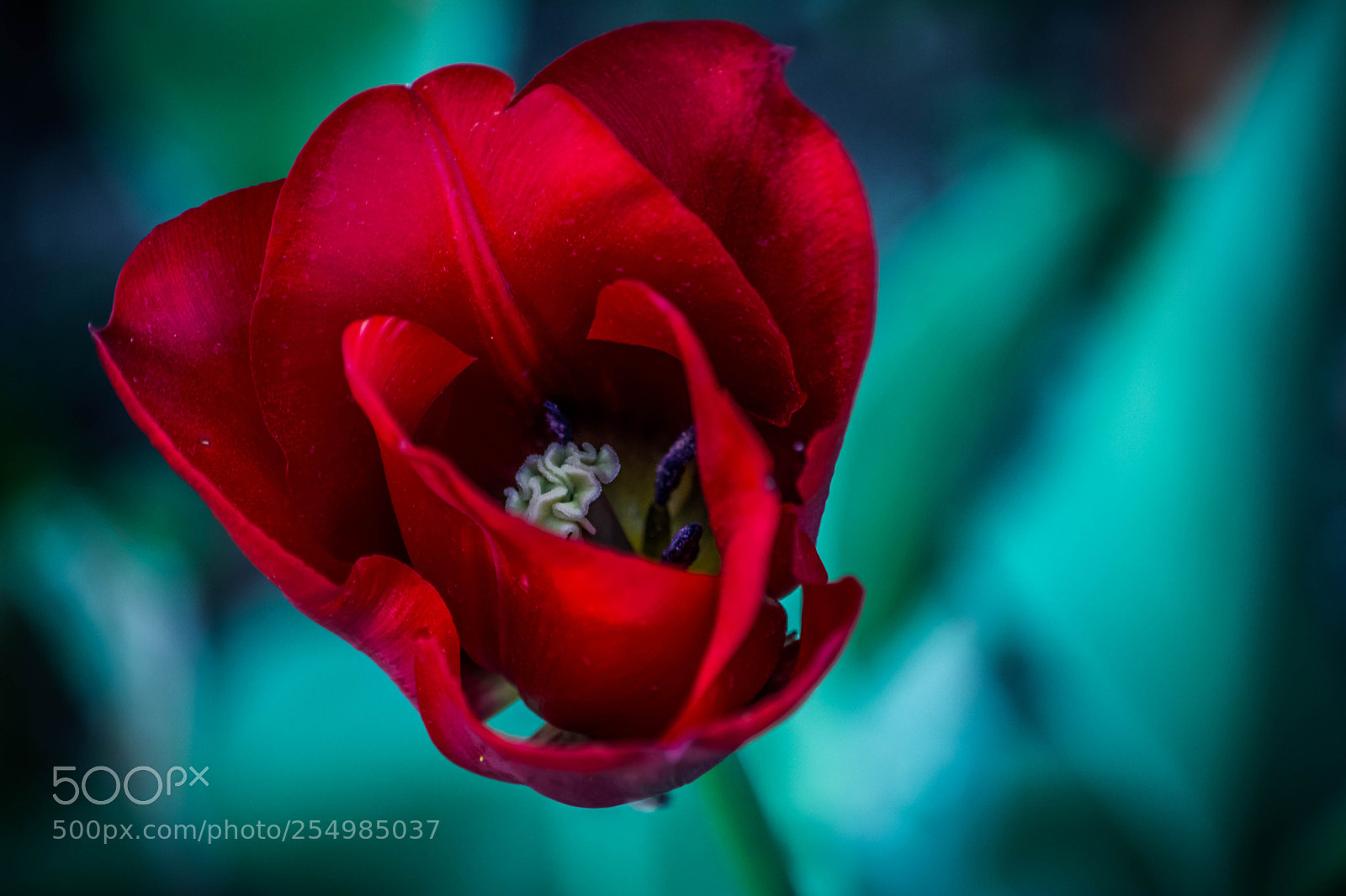 Nikon D7100 sample photo. Flor red affection photography