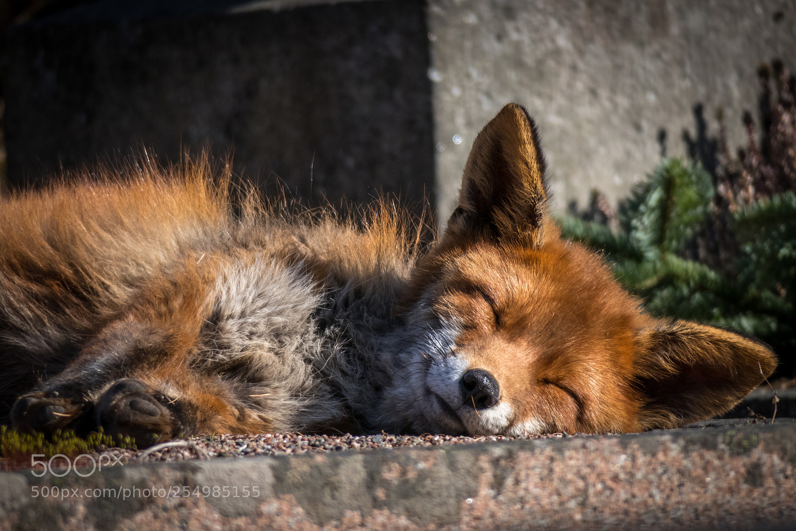 Canon PowerShot G3 X sample photo. City fox photography