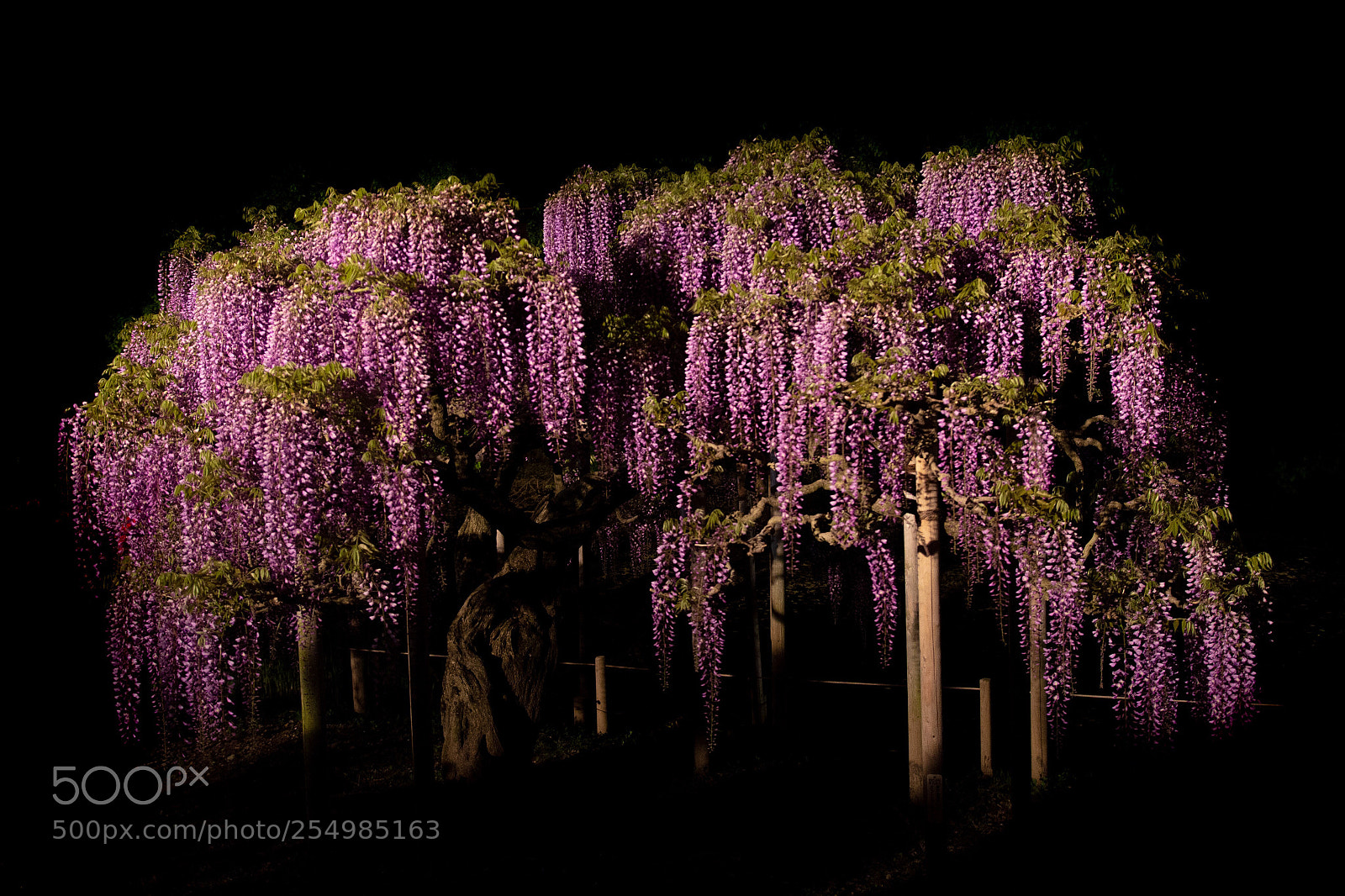 Canon EOS 700D (EOS Rebel T5i / EOS Kiss X7i) sample photo. Wisteria light up photography