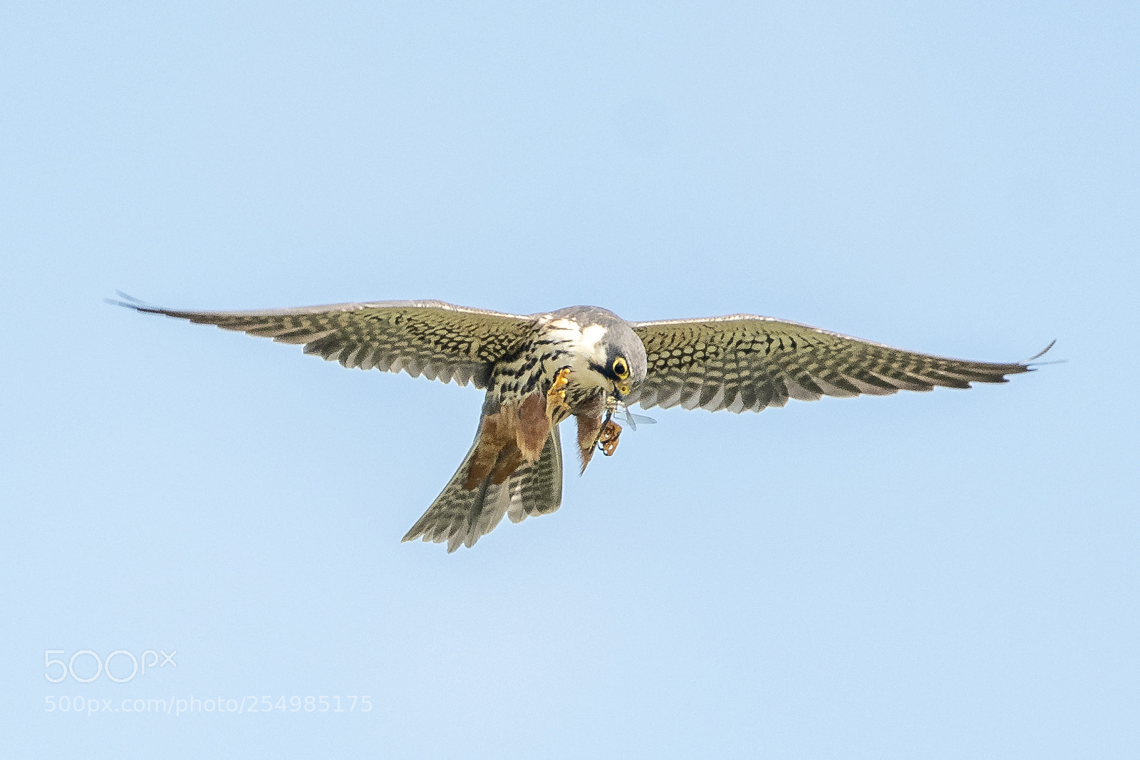 Nikon D500 sample photo. Hobby with a snack photography