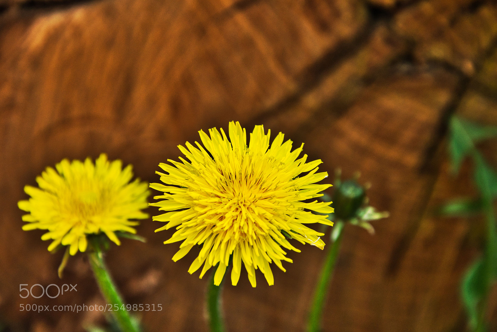 Nikon D3300 sample photo. Flower photography