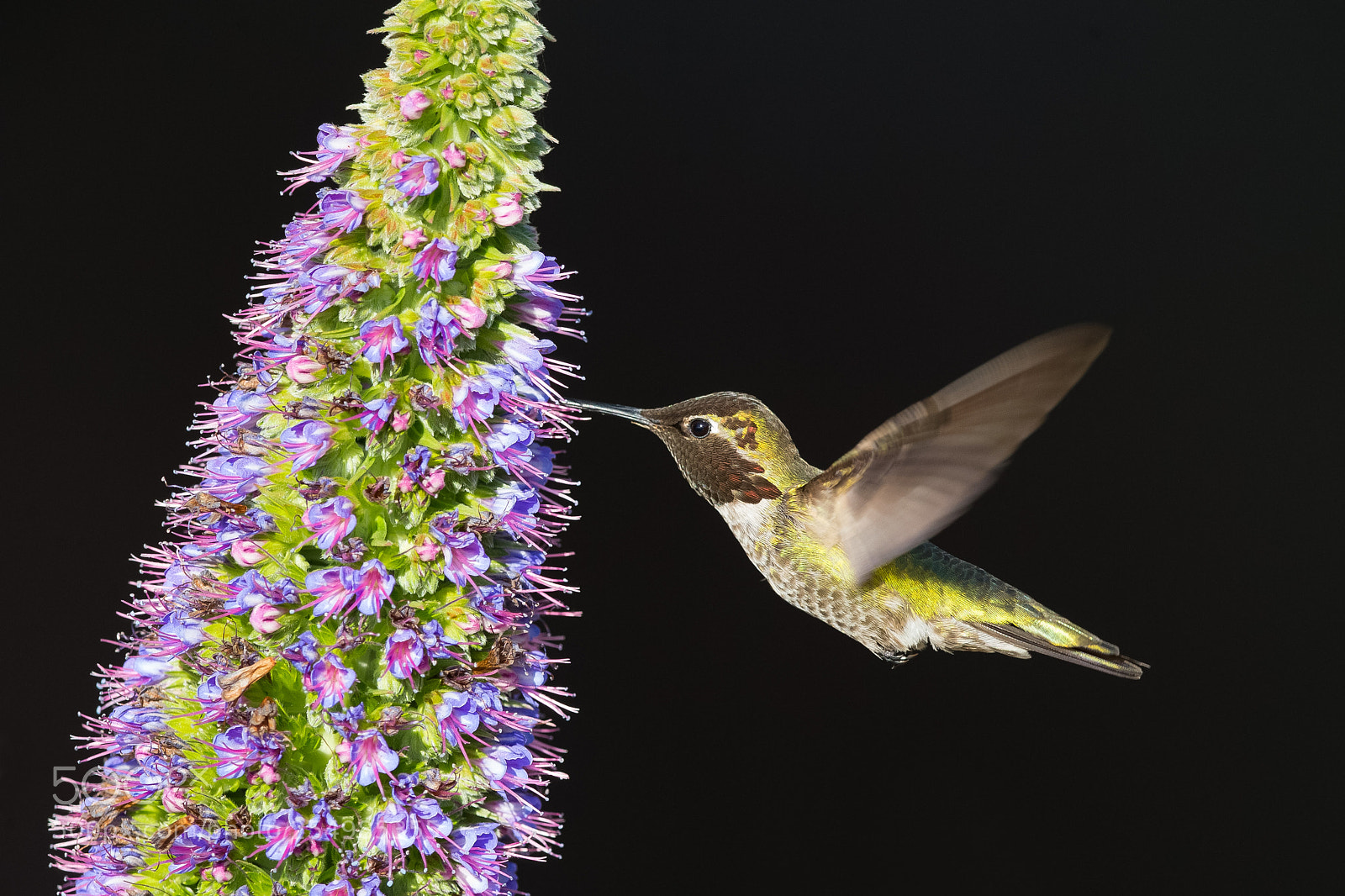 Canon EOS-1D X sample photo. Anna's hummingbird photography