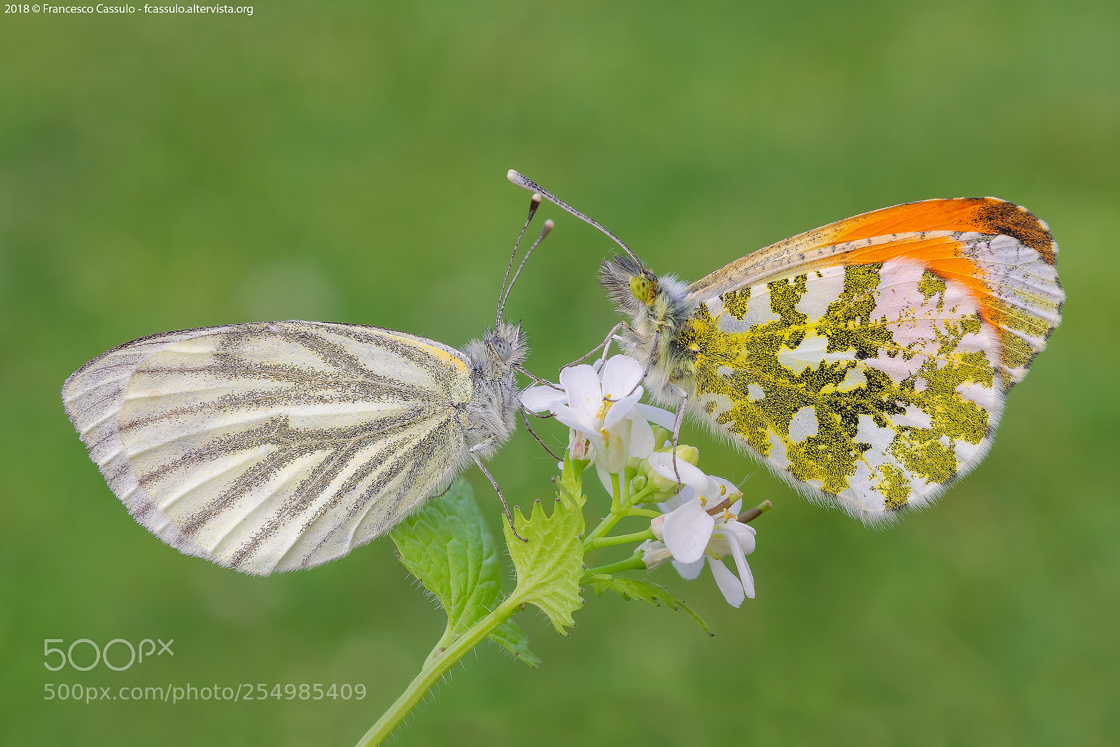 Nikon D7200 sample photo. Anthocharis cardamines e pieris photography