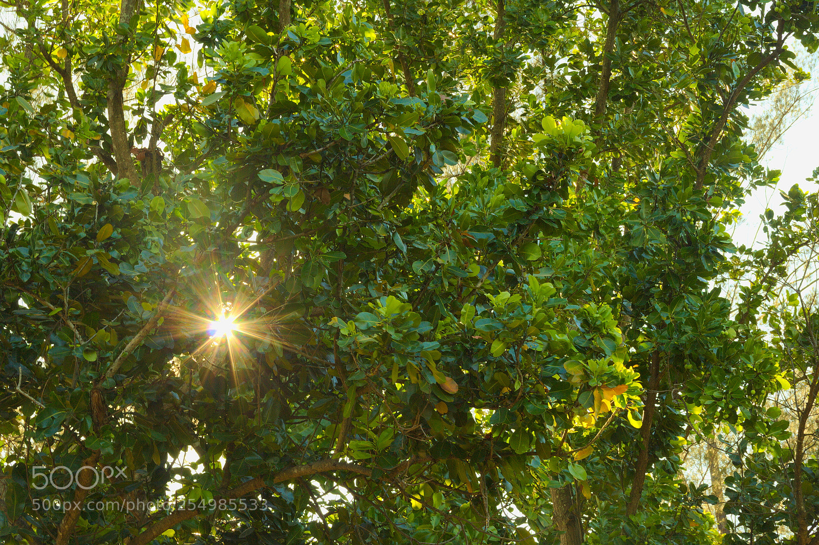 Canon EF-S 18-135mm F3.5-5.6 IS sample photo. Tree with the sun photography
