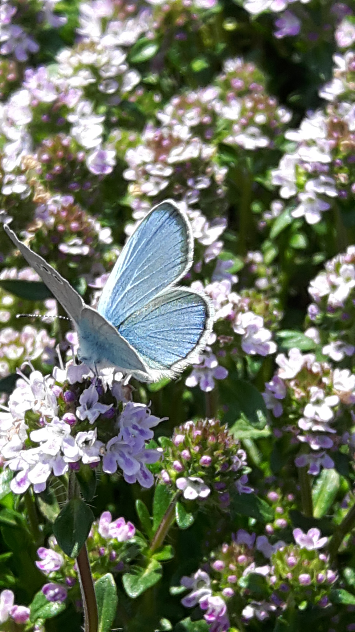 Samsung Galaxy A8 sample photo. Butterfly and thyme.. photography