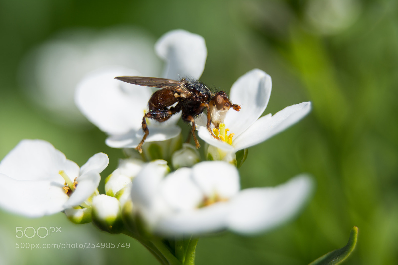 Nikon D5200 sample photo. Myopa sp conopidae photography