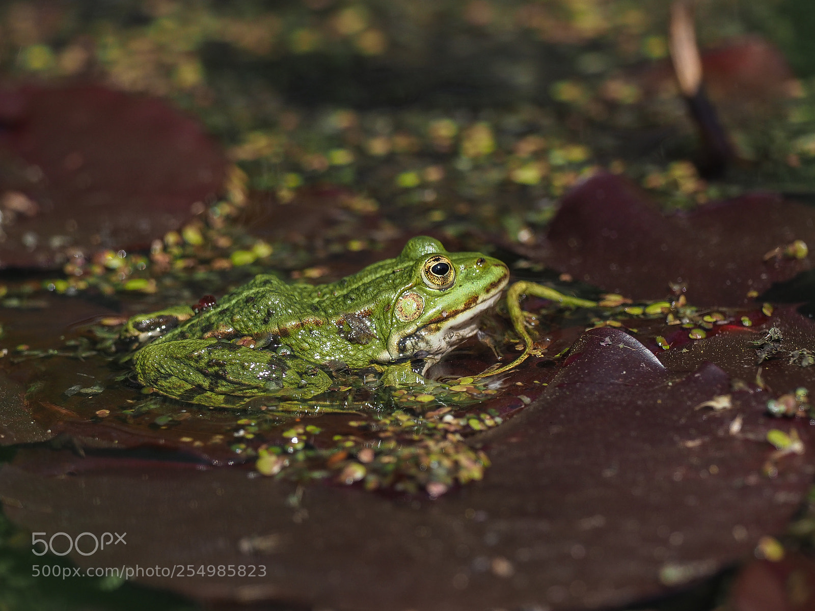 Olympus OM-D E-M1 Mark II sample photo. Edible frog photography