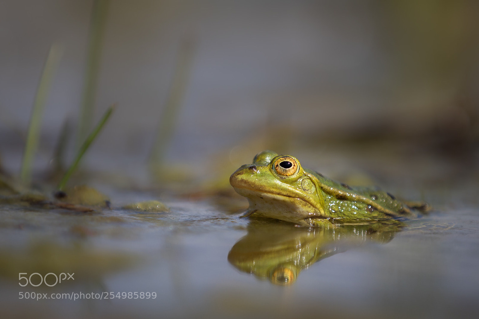 Canon EOS 7D Mark II sample photo. Grenouille  photography