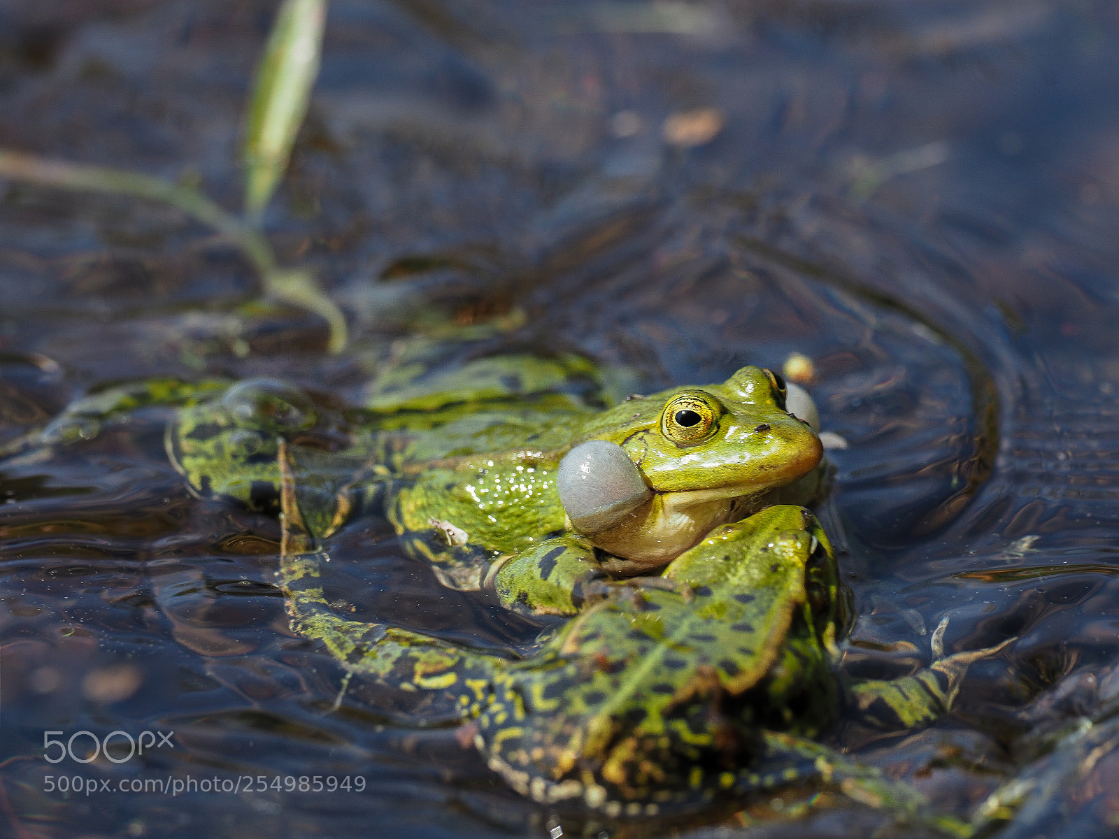 Olympus OM-D E-M1 Mark II sample photo. Edible frog photography