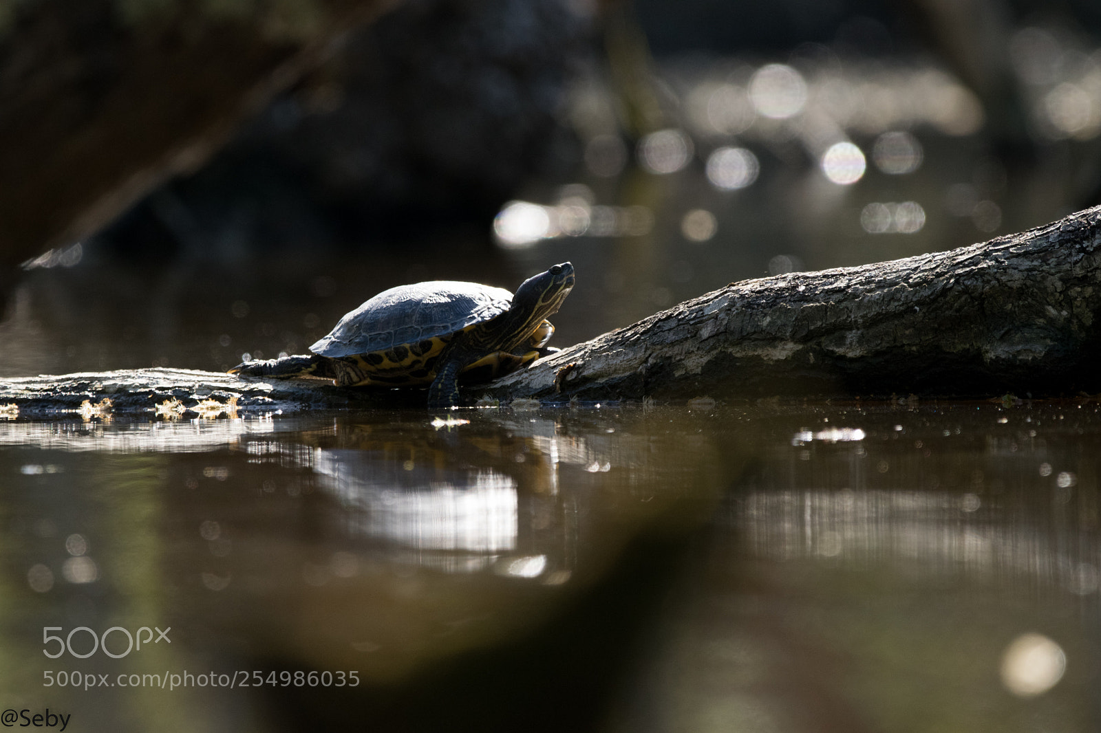 Nikon D5300 sample photo. Trachemys scripta photography