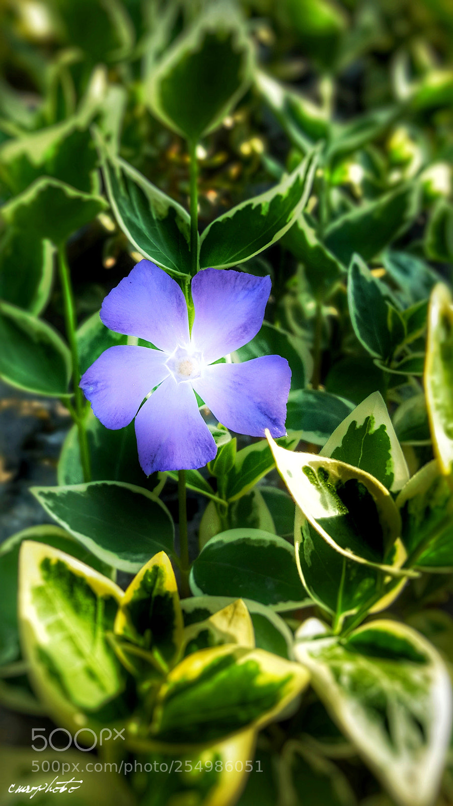 Samsung Galaxy S6 sample photo. Spring photography
