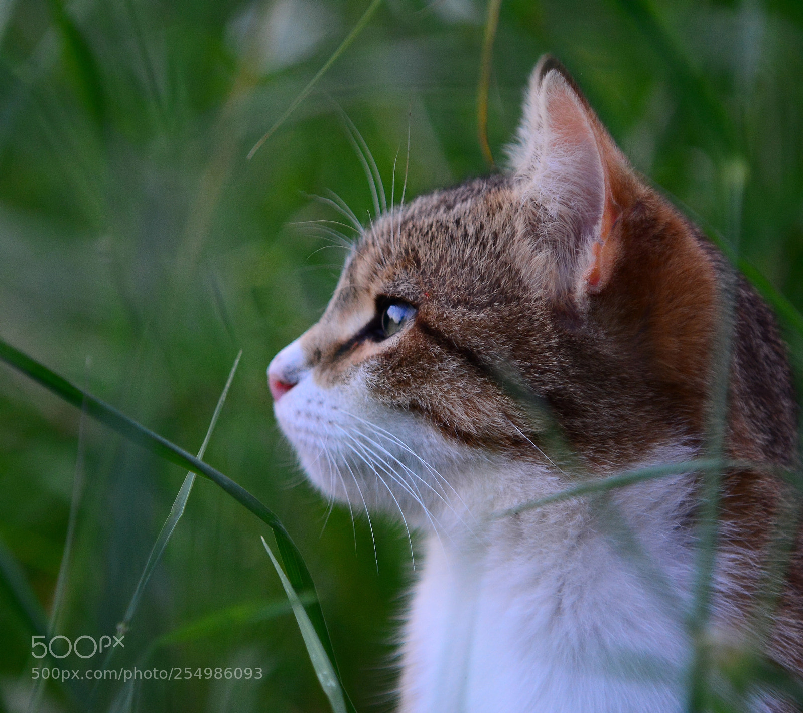Nikon D7100 sample photo. Kitty in the grass photography