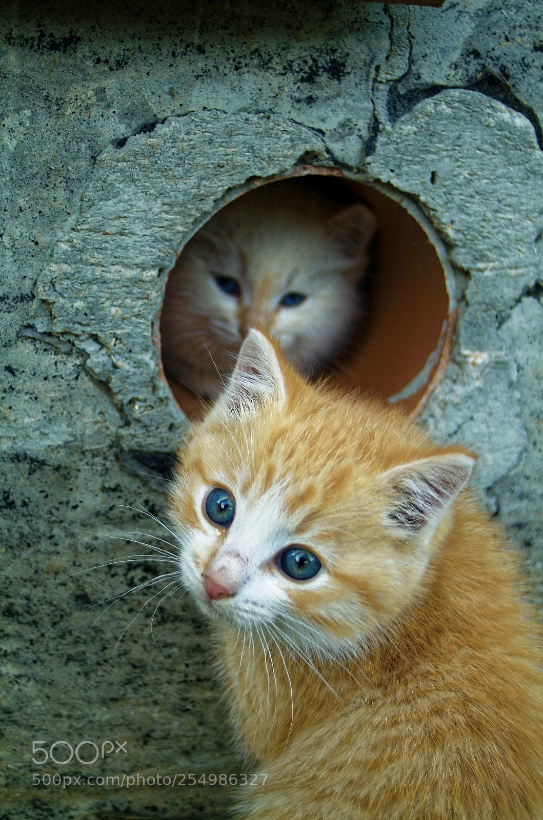 Fujifilm FinePix S3 Pro sample photo. White and ginger kittens photography