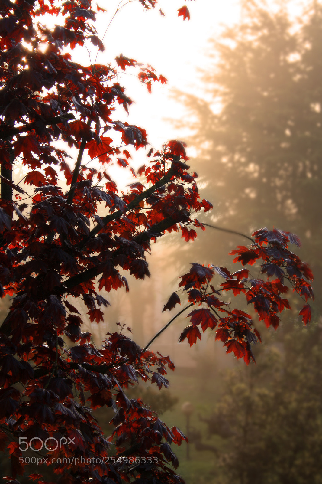 Canon EOS 1000D (EOS Digital Rebel XS / EOS Kiss F) sample photo. The last fog of photography