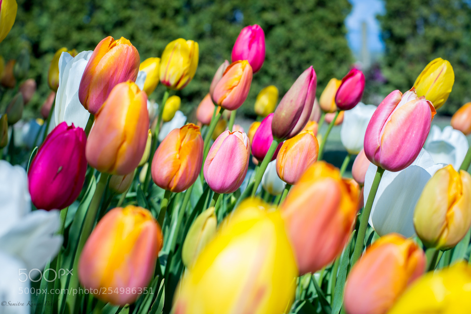 Nikon D7200 sample photo. Tulip photography