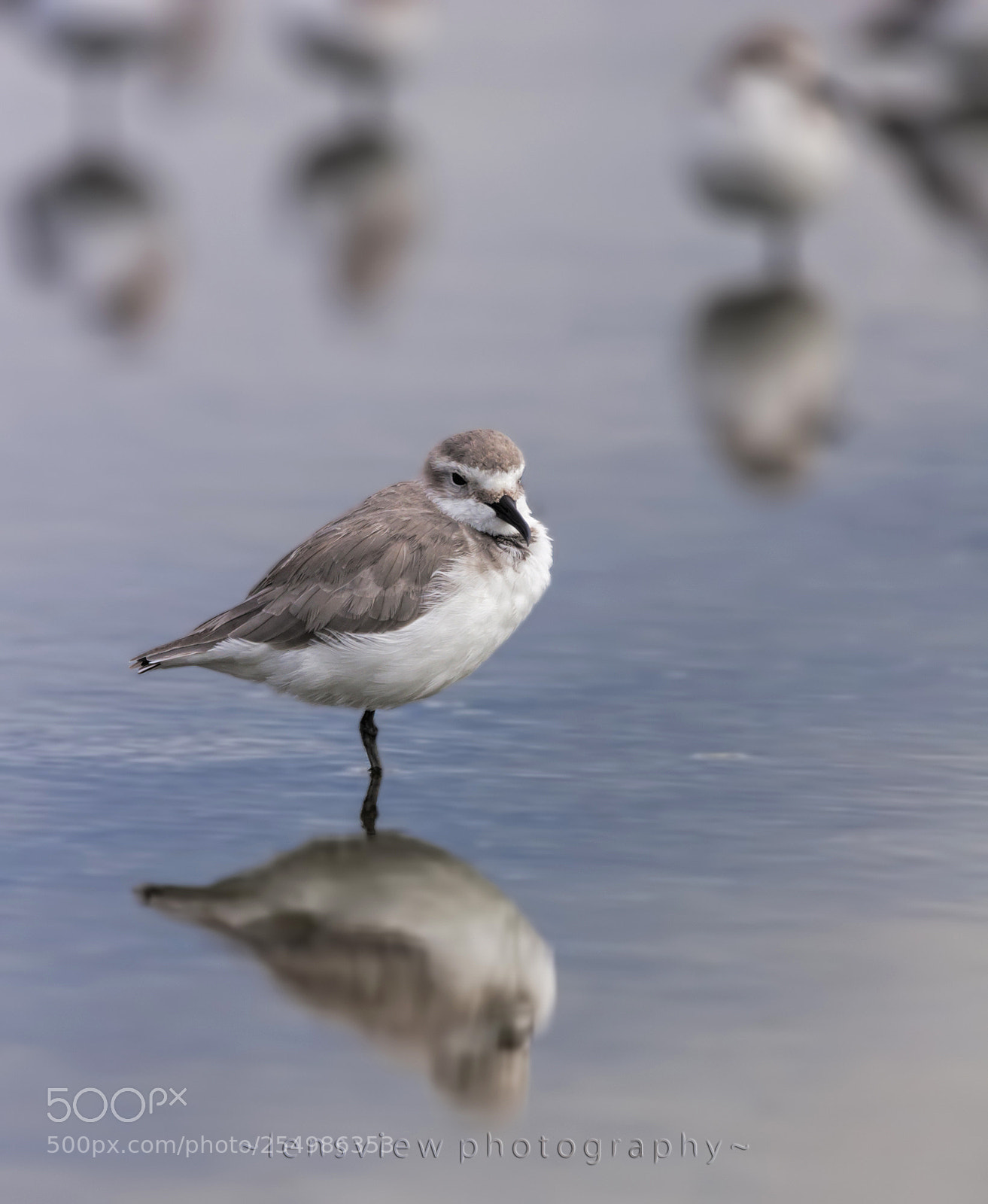 Canon EOS 20D sample photo. Wrybill photography