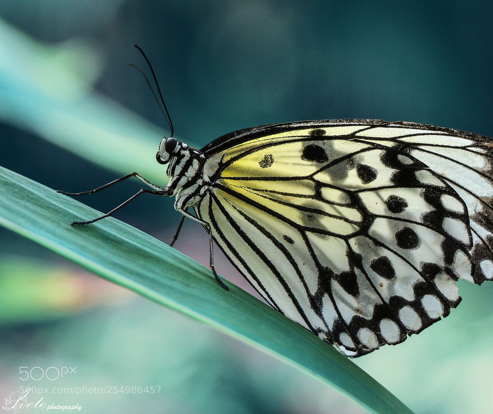 Canon EOS 700D (EOS Rebel T5i / EOS Kiss X7i) sample photo. Idea leuconoe paper kite photography