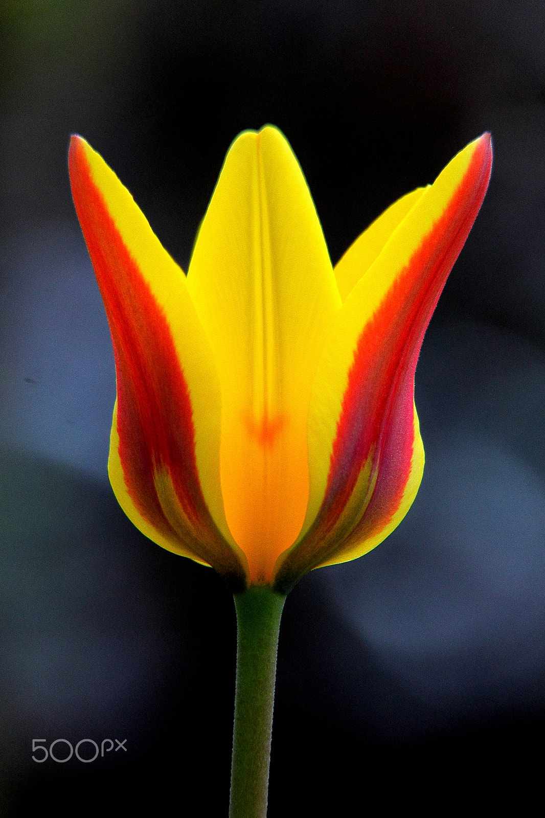 Canon EF-S 18-200mm F3.5-5.6 IS sample photo. Tulipa giuseppe verdi photography