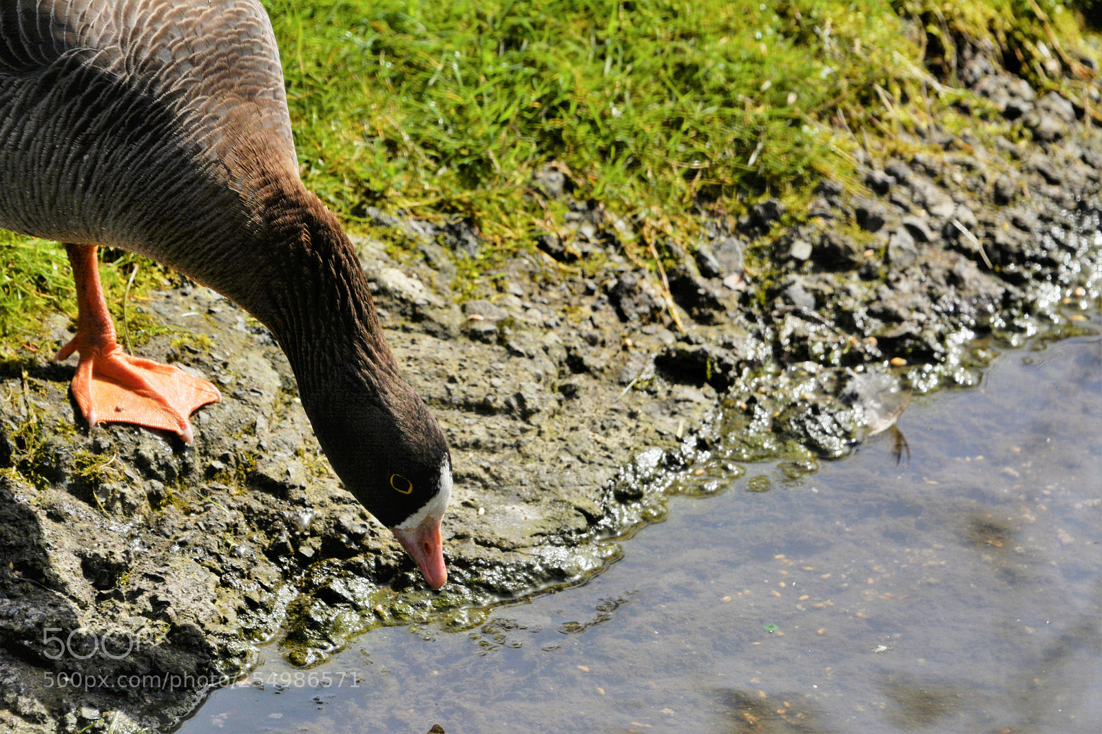 Nikon D7100 sample photo. Lesser white fronted goose photography