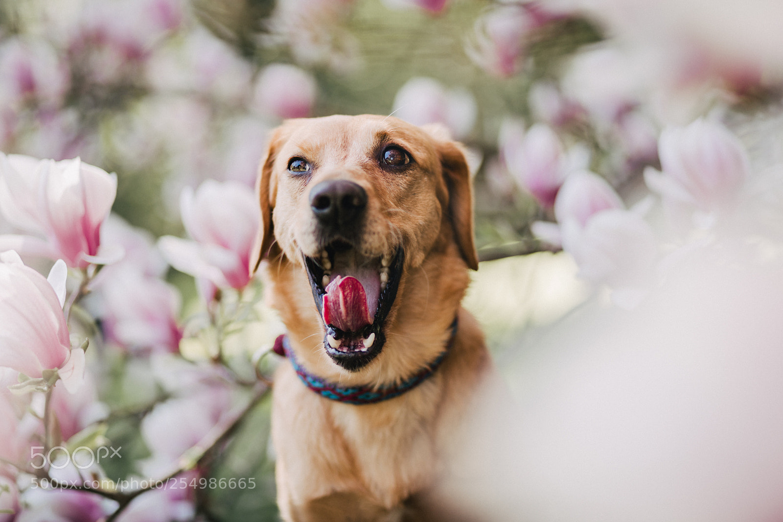 Canon EOS 5D Mark IV sample photo. Yawning photography