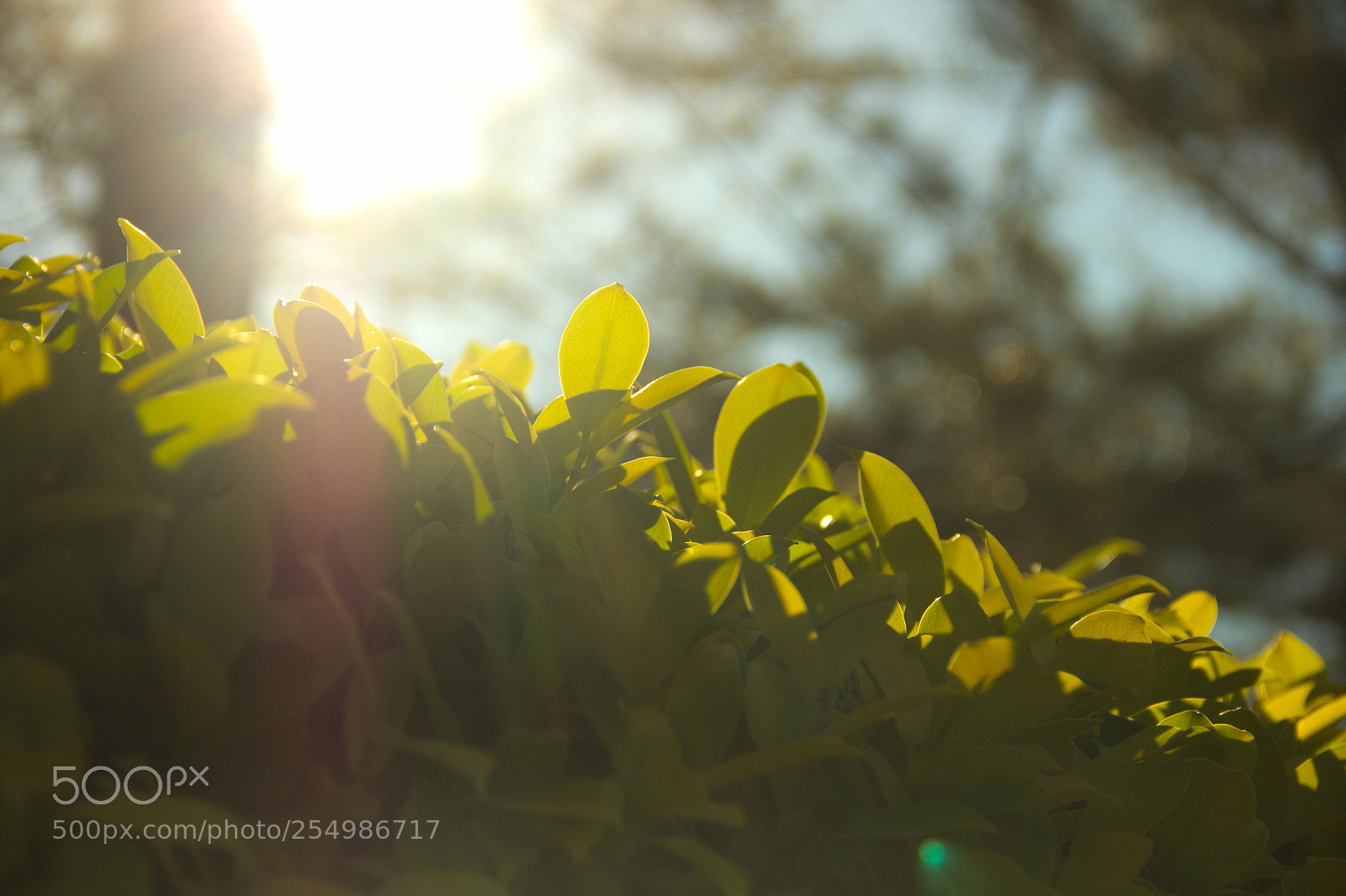 Canon EF-S 18-135mm F3.5-5.6 IS sample photo. Tree with the sun photography