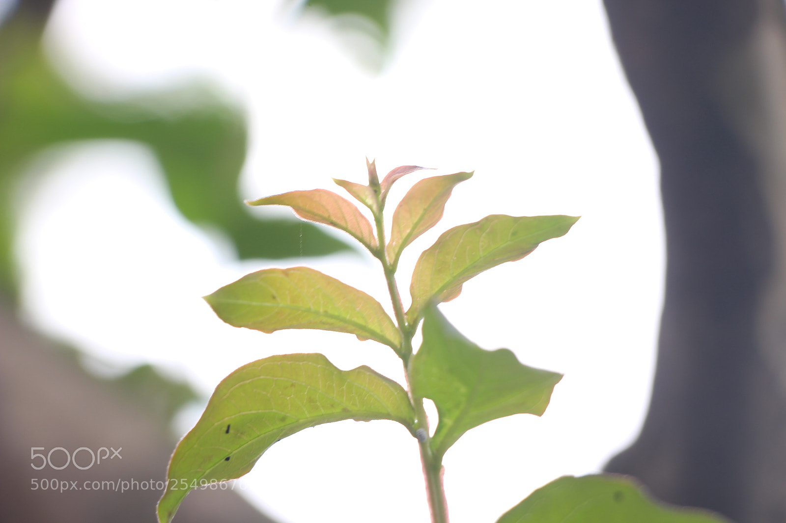 Canon EOS 700D (EOS Rebel T5i / EOS Kiss X7i) sample photo. New dream photography