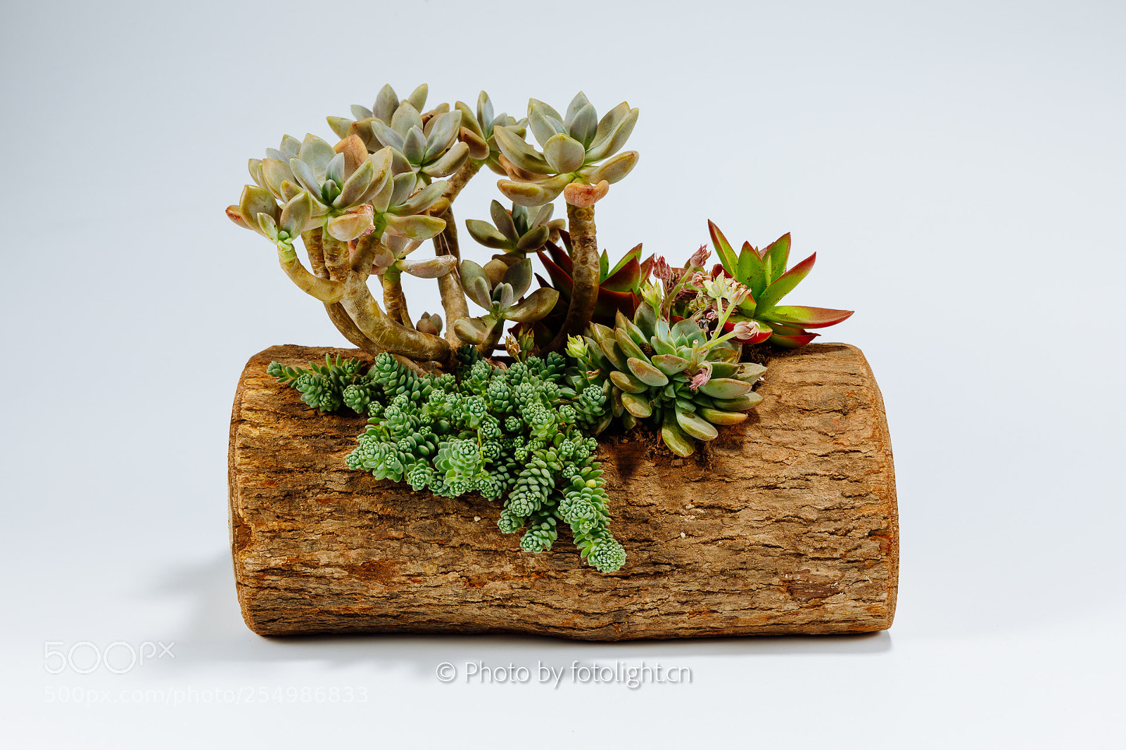 Canon EOS 5D Mark IV sample photo. Succulent plant photography