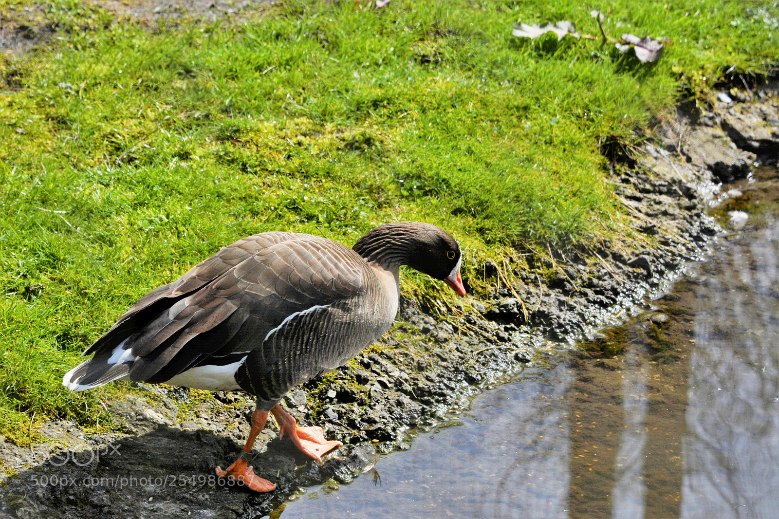 Nikon D7100 sample photo. Lesser white fronted goose photography