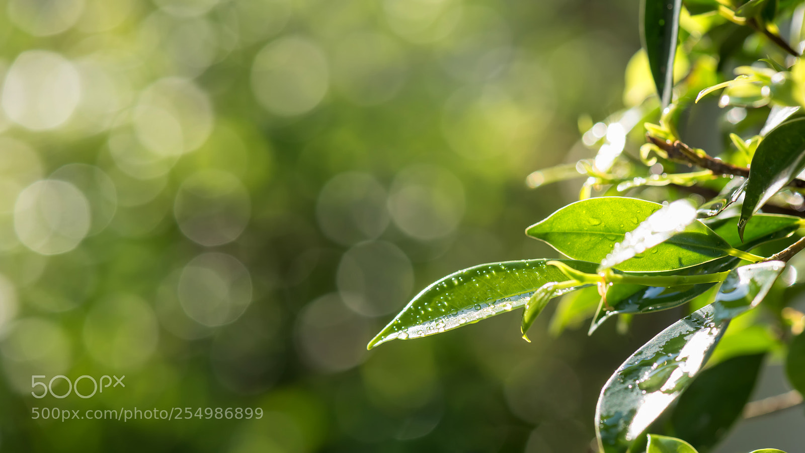 Nikon D810 sample photo. Leaf with blur greenery photography