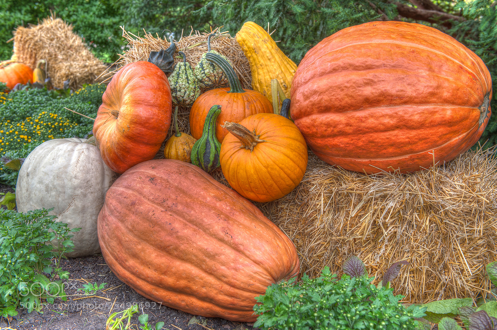 Nikon D700 sample photo. Harvest time photography