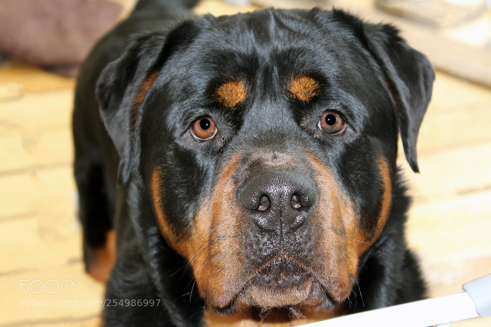 Canon EOS 1200D (EOS Rebel T5 / EOS Kiss X70 / EOS Hi) sample photo. Rottweiler photography