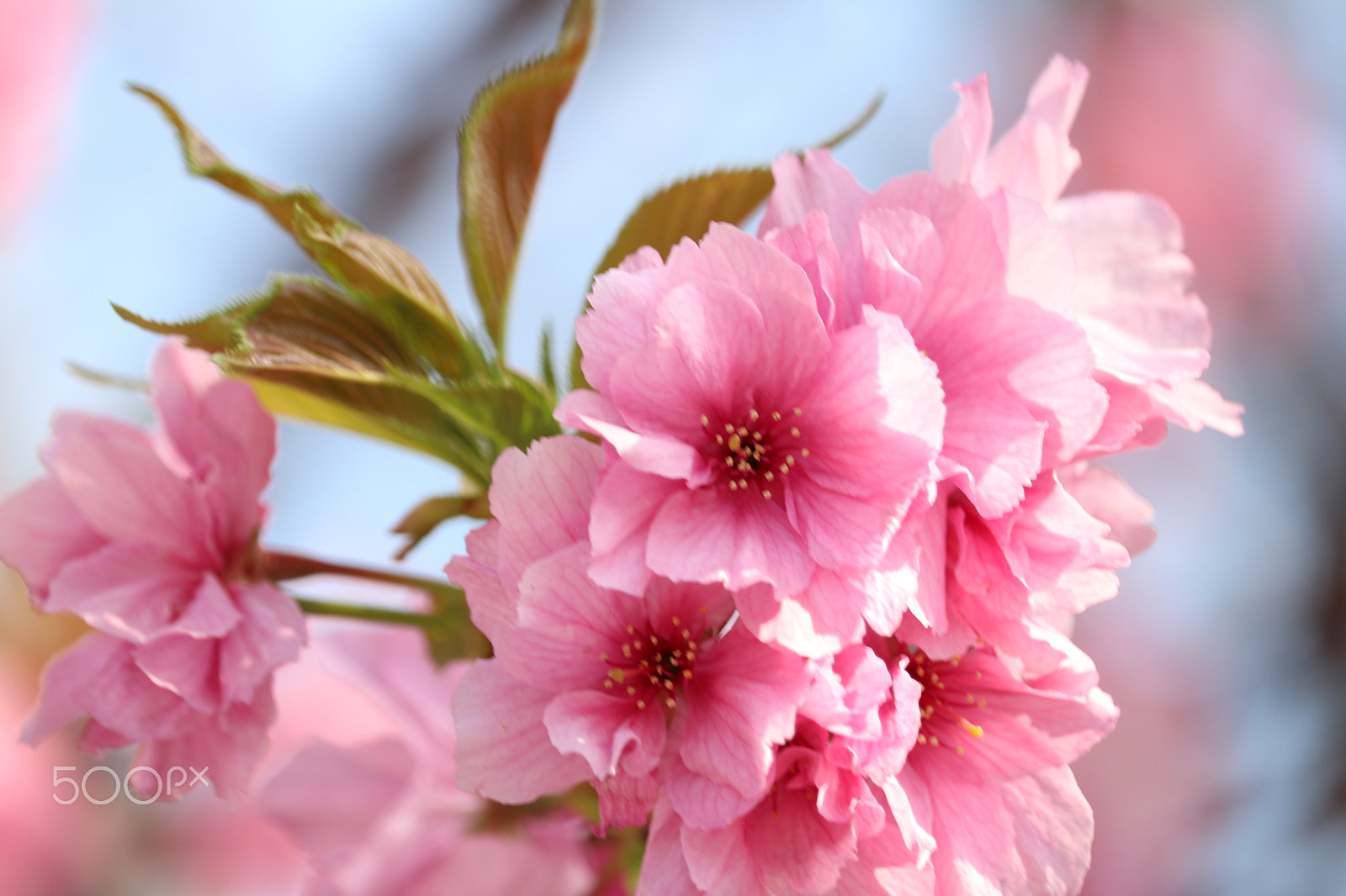 Canon EF-S 55-250mm F4-5.6 IS STM sample photo. Close up view of cherry blossoms at ueno park in tokyo japan photography