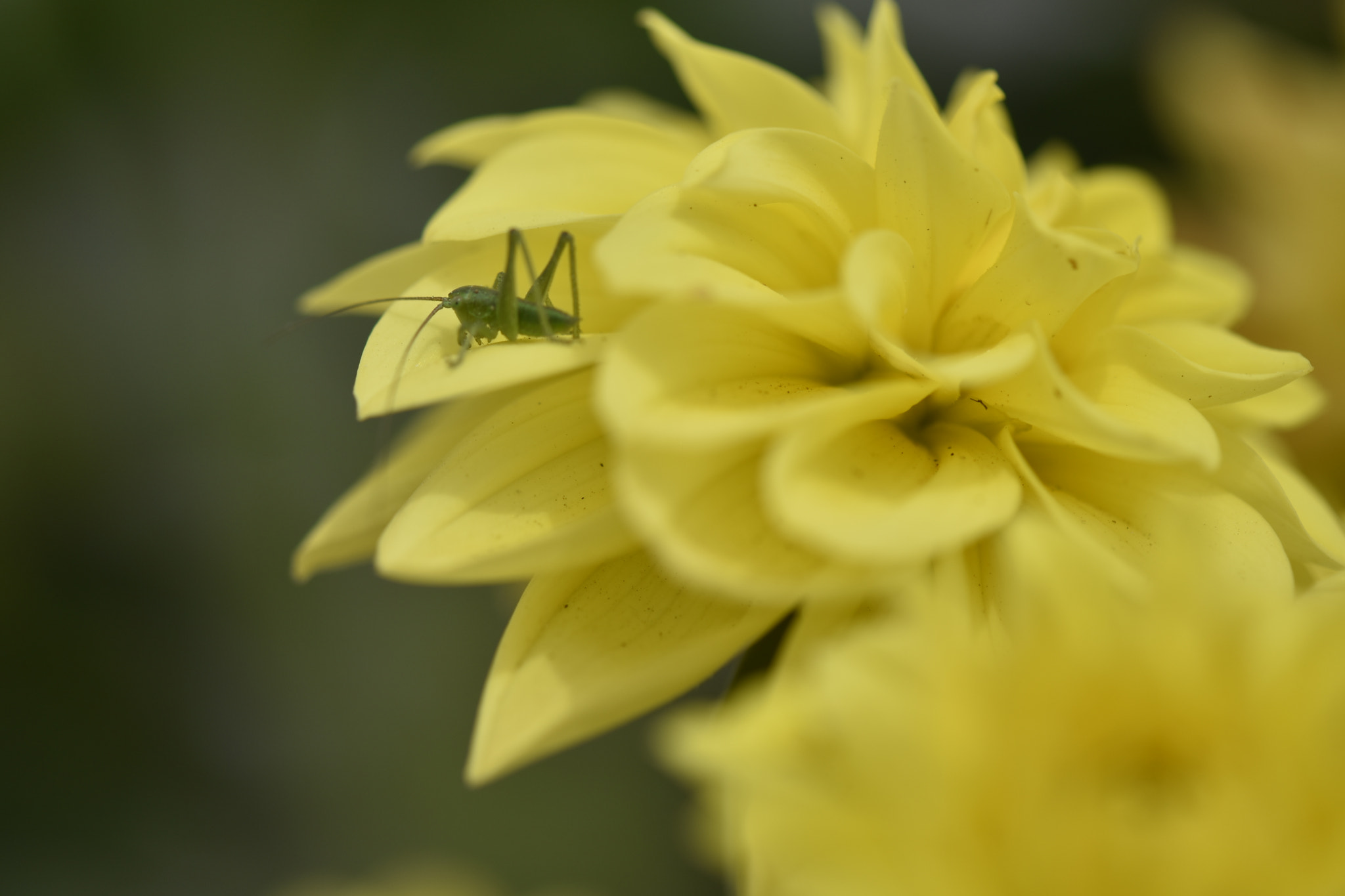 Nikon AF-S Micro-Nikkor 105mm F2.8G IF-ED VR sample photo. PequeÑo saltamontes photography