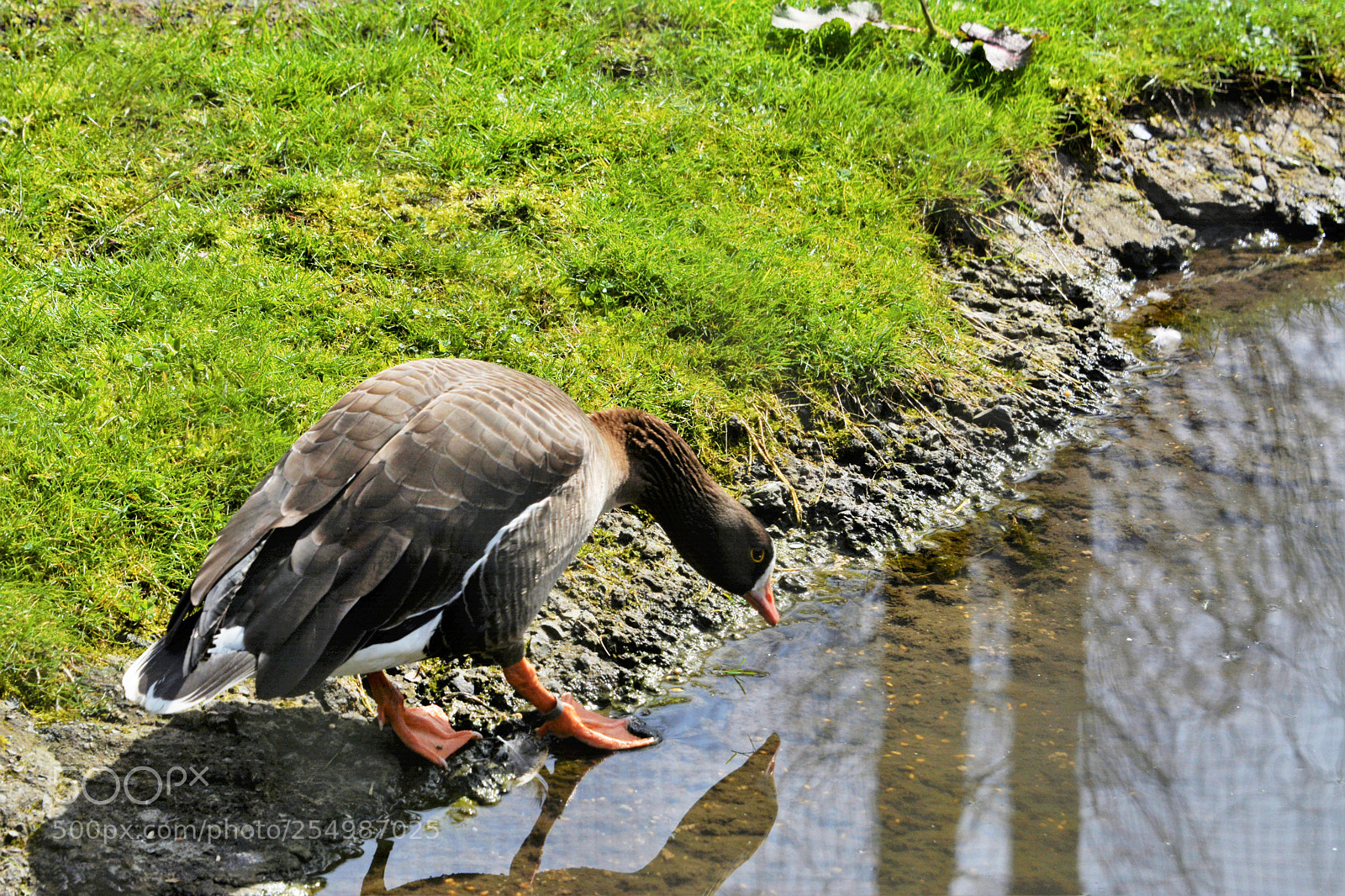 Nikon D7100 sample photo. Lesser white fronted goose photography