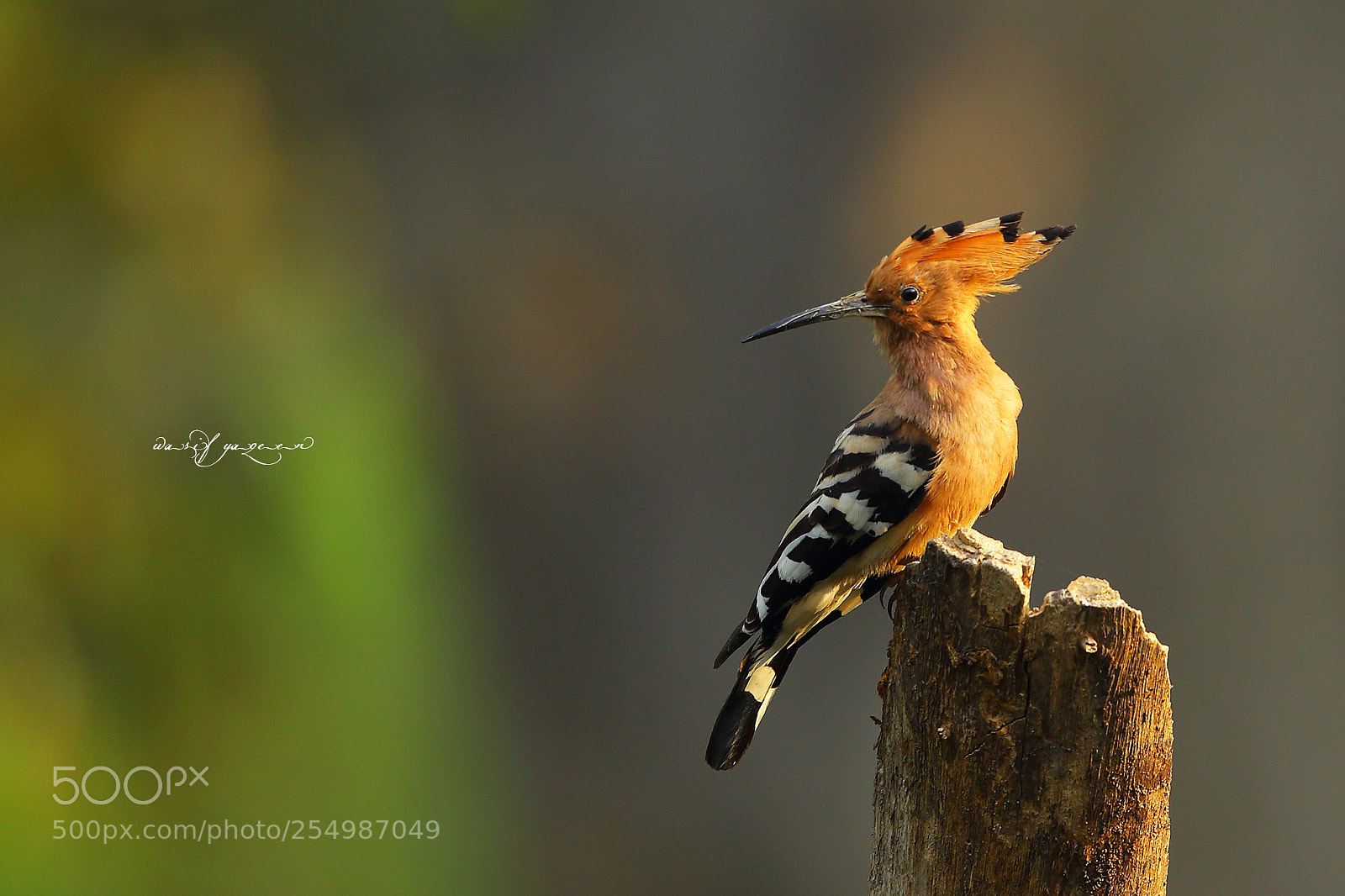 Canon EOS-1D Mark IV sample photo. Hoopoe photography