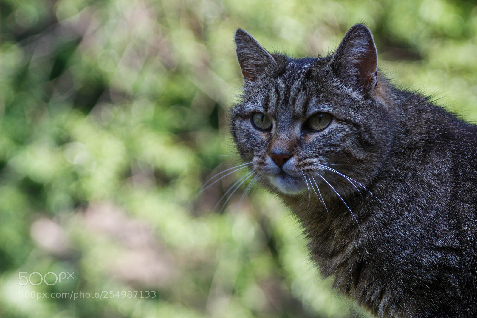Canon EOS 100D (EOS Rebel SL1 / EOS Kiss X7) sample photo. Kitty photography