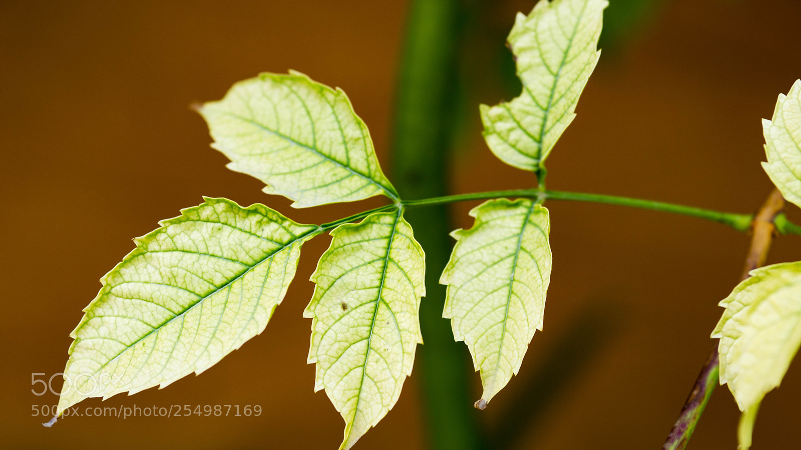 Sony a5100 sample photo. Contraste  feuille photography
