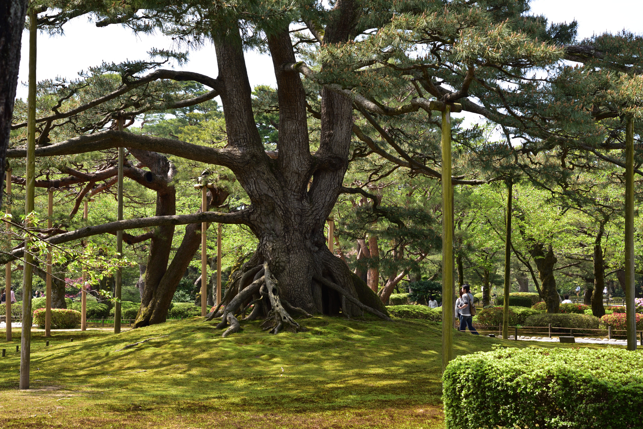 Nikon D750 + Nikon AF-S Micro-Nikkor 60mm F2.8G ED sample photo. 根上松 兼六園 photography