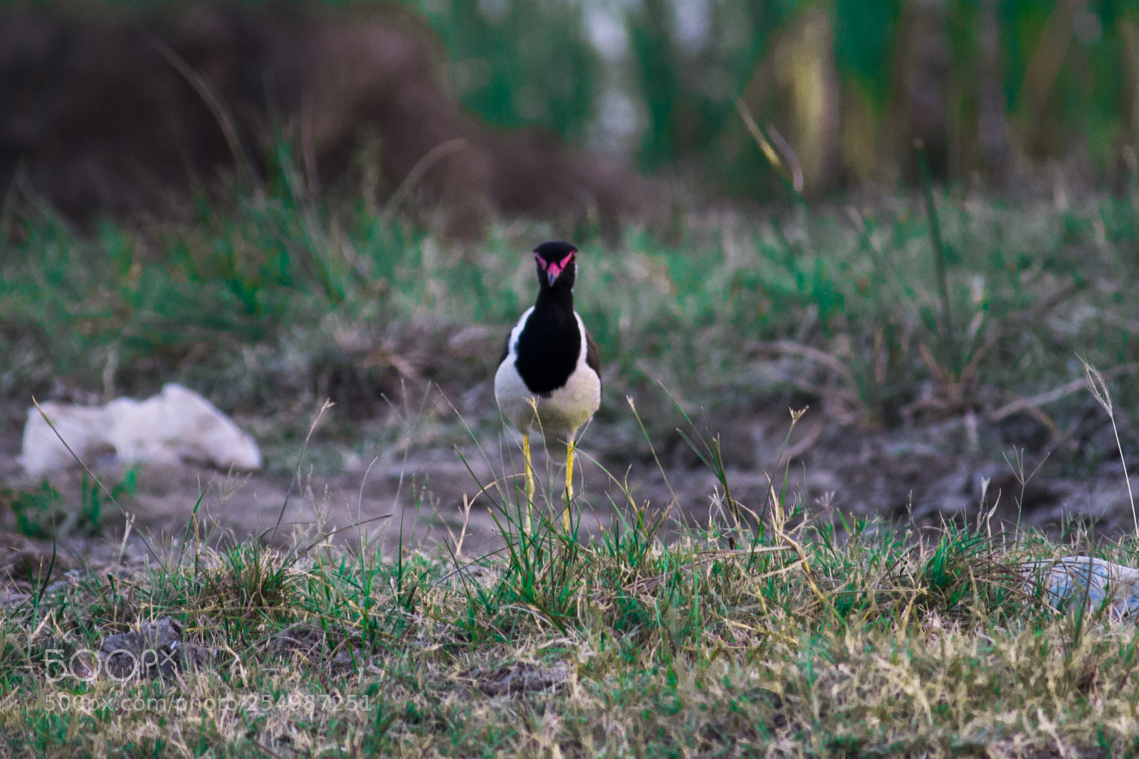 Canon EOS 700D (EOS Rebel T5i / EOS Kiss X7i) sample photo. Red wattled lapwing photography