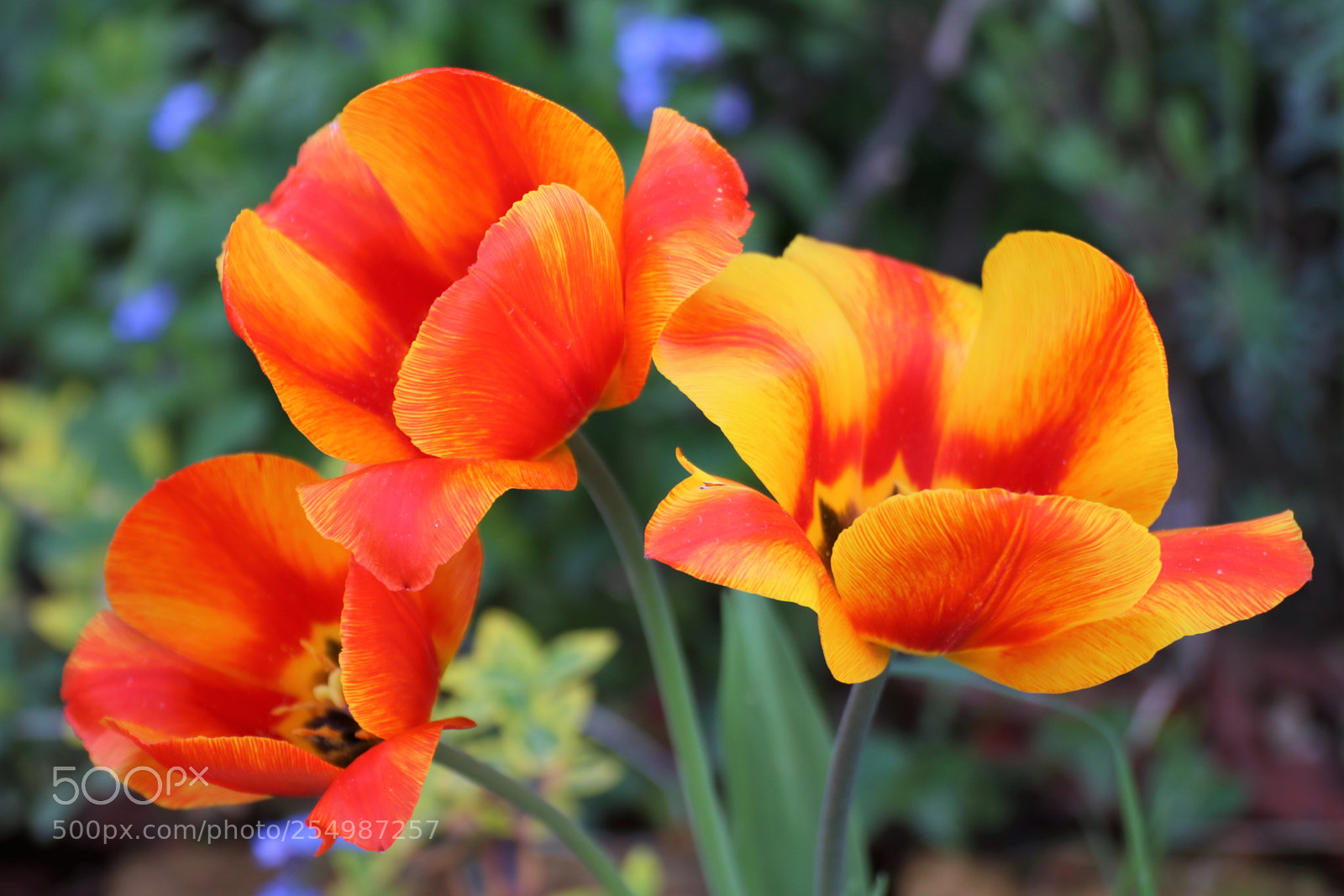 Canon EOS 70D sample photo. Flowers 1 photography