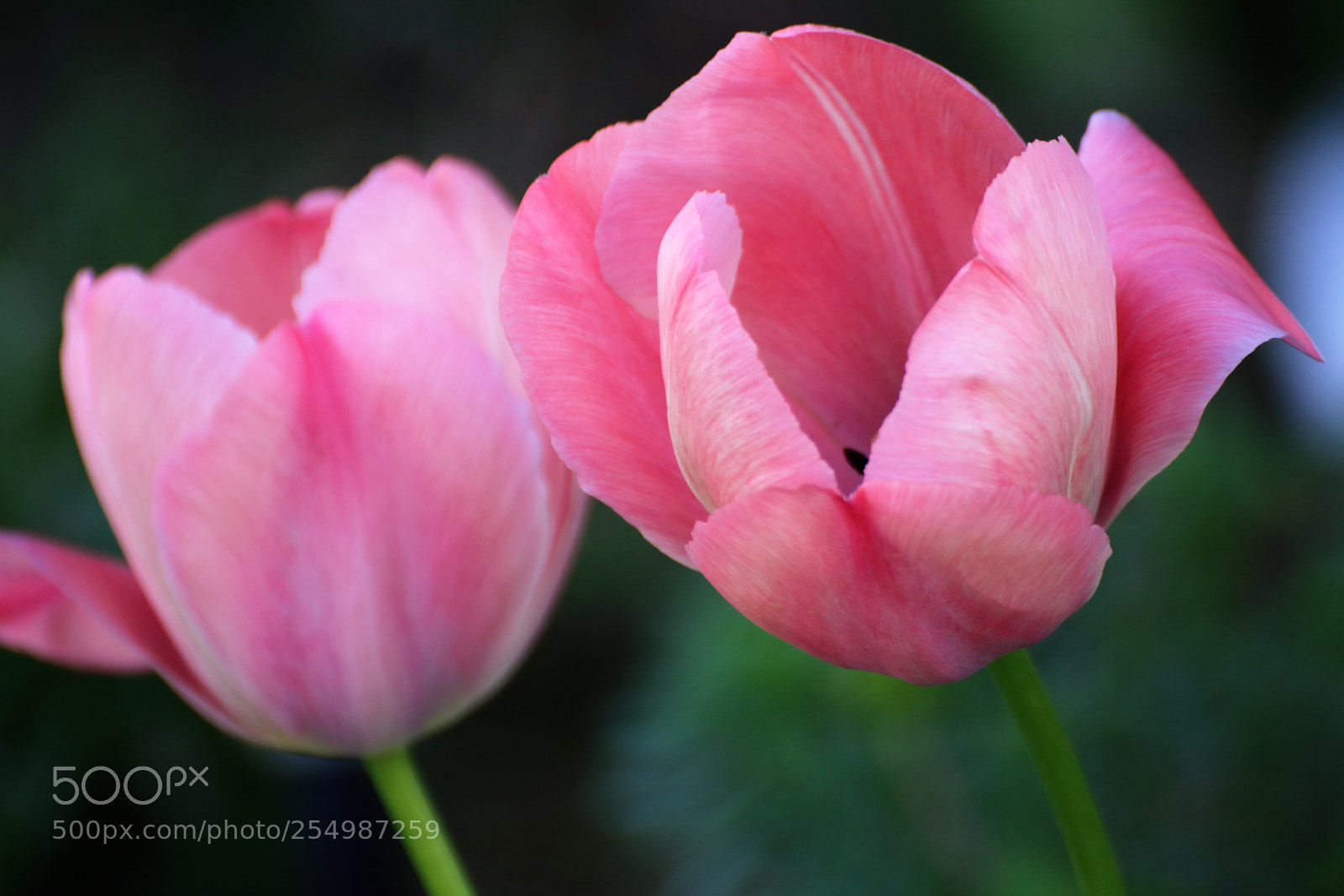 Canon EOS 70D sample photo. Flowers 2 photography