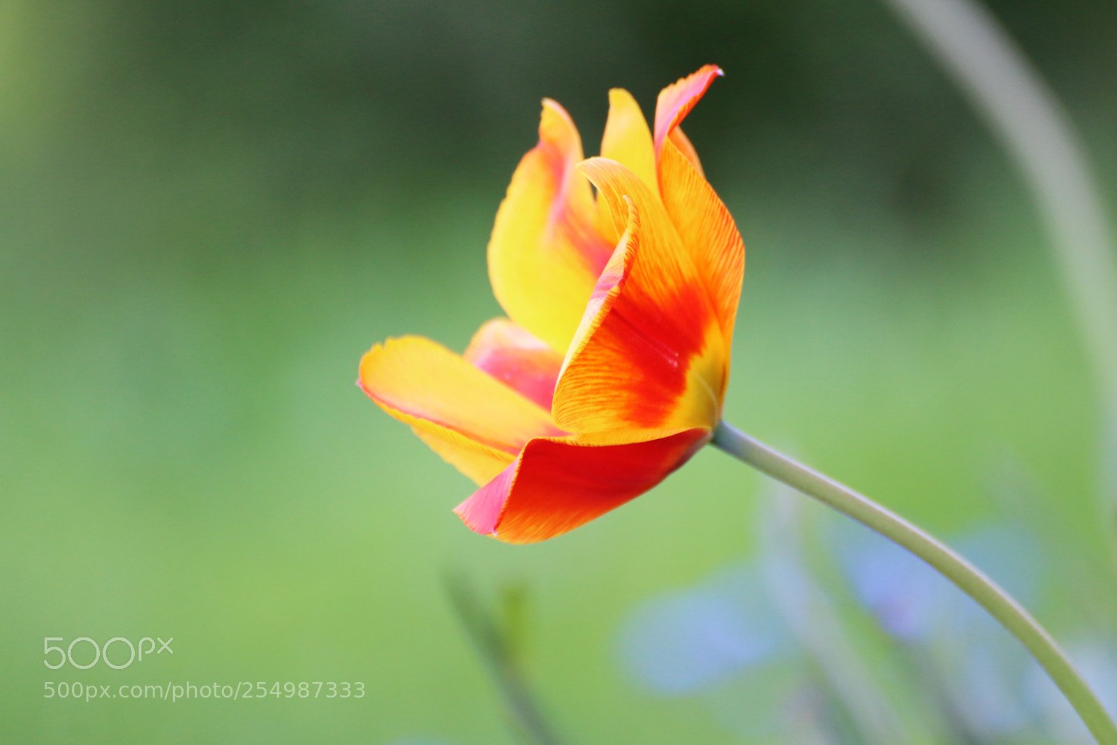 Canon EOS 70D sample photo. Flowers 3 photography