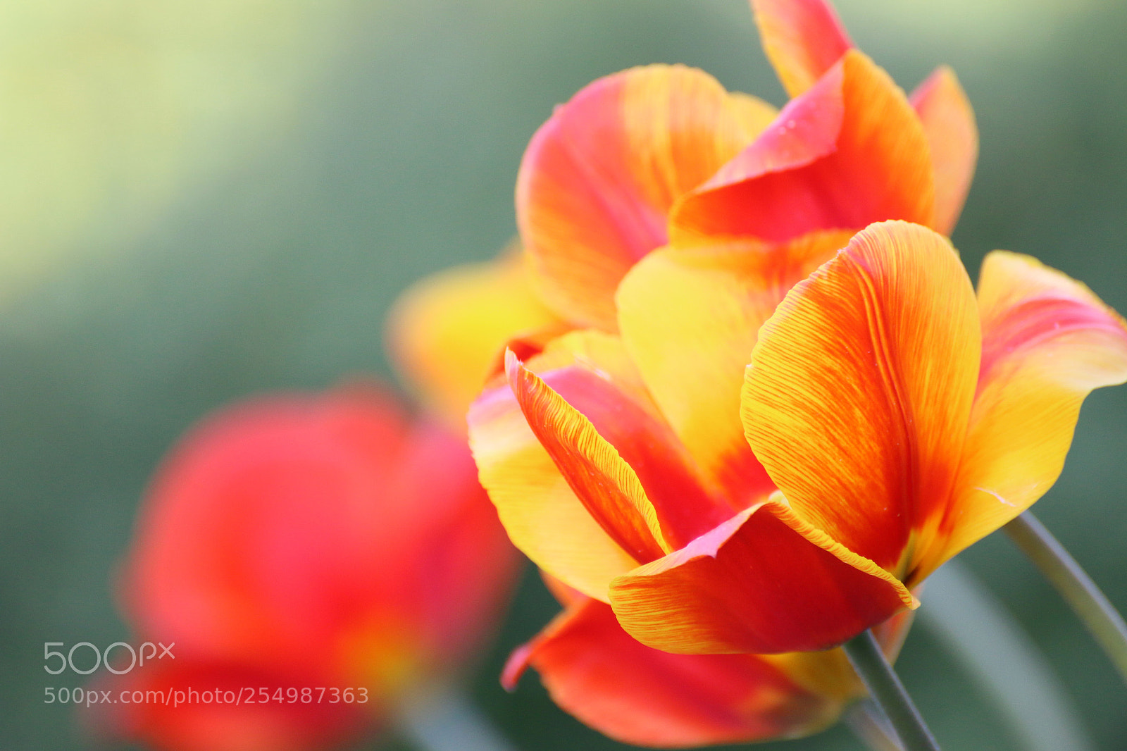 Canon EOS 70D sample photo. Flowers 4 photography