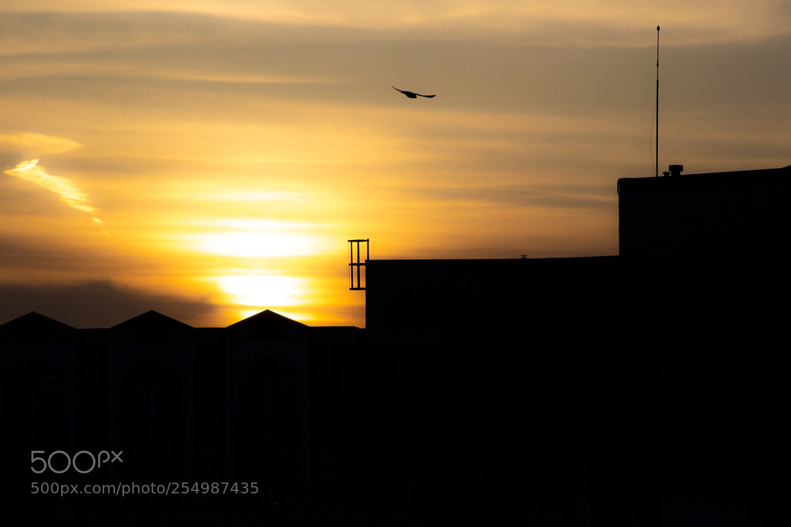 Nikon D5600 sample photo. Bird in sunset photography